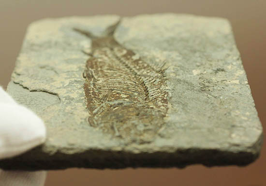 ヌメリゴイの仲間、古代魚化石（Jianghanichtys sp.）（その9）