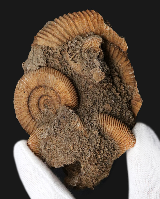 ドイツ産のアンモナイト、ダクチリオセラス（Dactylioceras）の群集化石（その1）