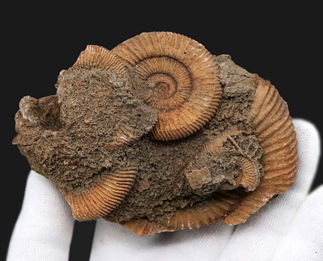 ドイツ産のアンモナイト、ダクチリオセラス（Dactylioceras）の群集化石（その2）