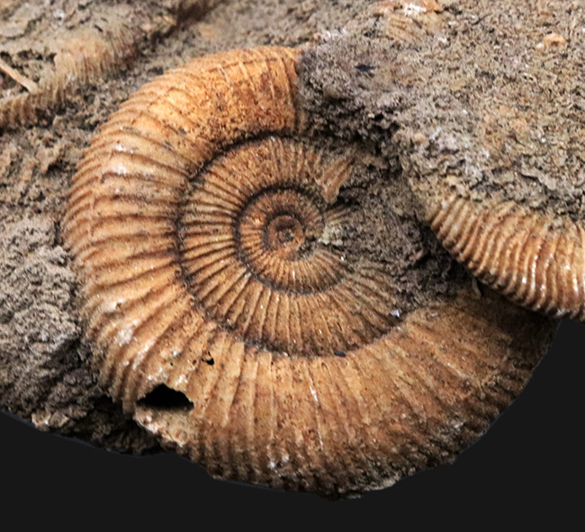 ドイツ産のアンモナイト、ダクチリオセラス(Dactylioceras)の群集化石(その3)