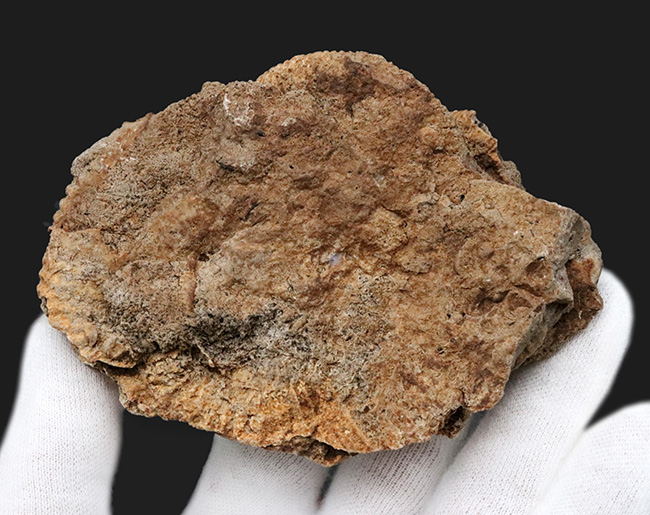 ドイツ産のアンモナイト、ダクチリオセラス(Dactylioceras)の群集化石(その4)
