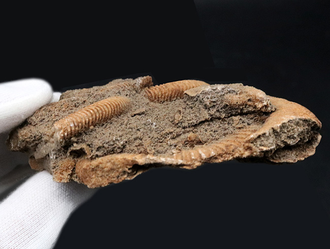 ドイツ産のアンモナイト、ダクチリオセラス(Dactylioceras)の群集化石(その5)