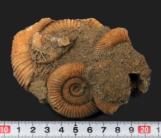 ドイツ産のアンモナイト、ダクチリオセラス(Dactylioceras)の群集化石(その6)