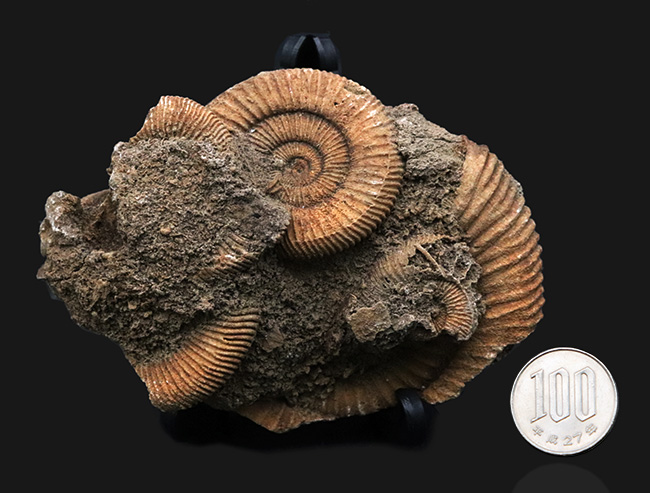 ドイツ産のアンモナイト、ダクチリオセラス(Dactylioceras)の群集化石(その7)