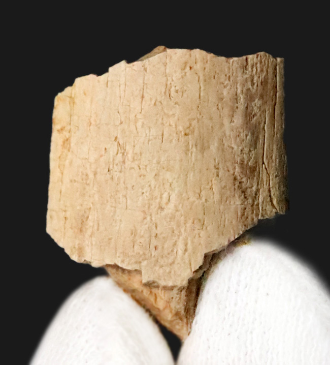 トリケラトプス（Triceratops）の強靭な首・背中を支えた、カチコチに固まった骨化腱の化石（その1）