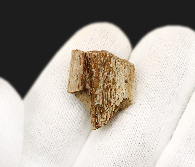 トリケラトプス（Triceratops）の強靭な首・背中を支えた、カチコチに固まった骨化腱の化石（その3）