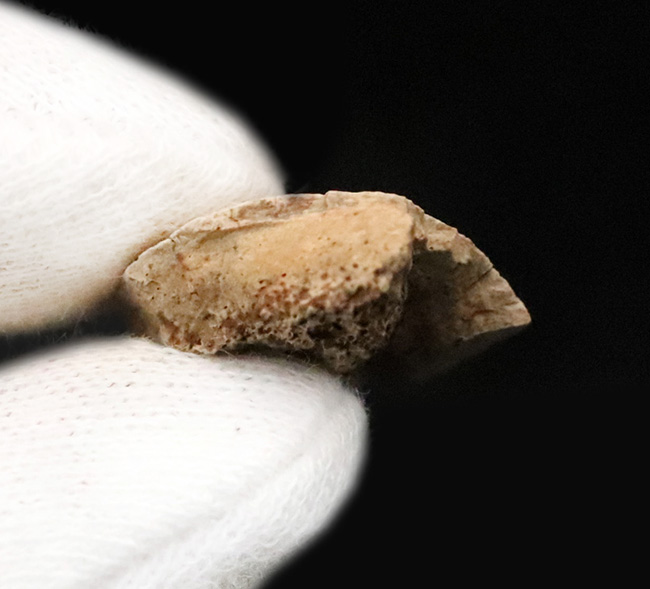 トリケラトプス（Triceratops）の強靭な首・背中を支えた、カチコチに固まった骨化腱の化石（その4）