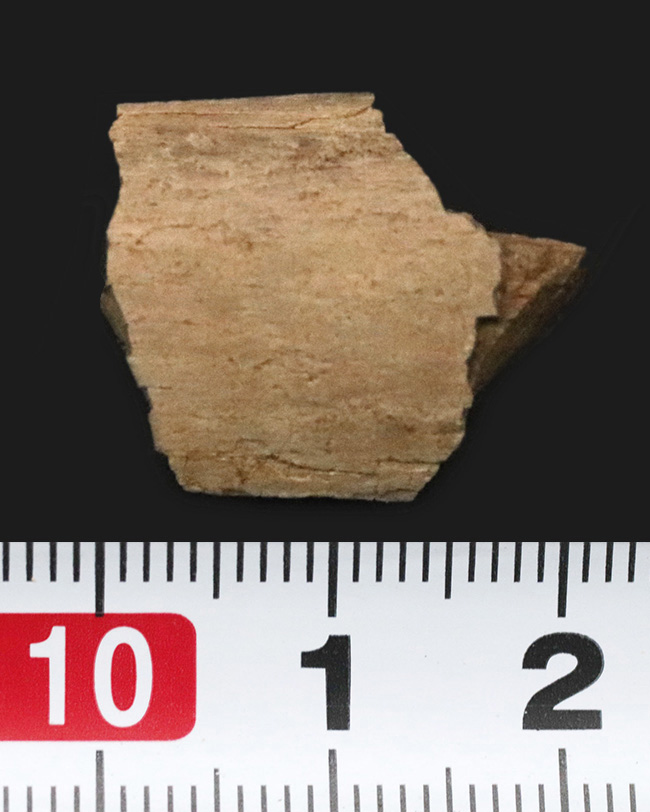 トリケラトプス（Triceratops）の強靭な首・背中を支えた、カチコチに固まった骨化腱の化石（その5）