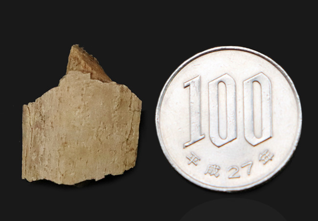 トリケラトプス（Triceratops）の強靭な首・背中を支えた、カチコチに固まった骨化腱の化石（その6）