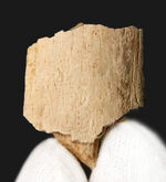 トリケラトプス（Triceratops）の強靭な首・背中を支えた、カチコチに固まった骨化腱の化石