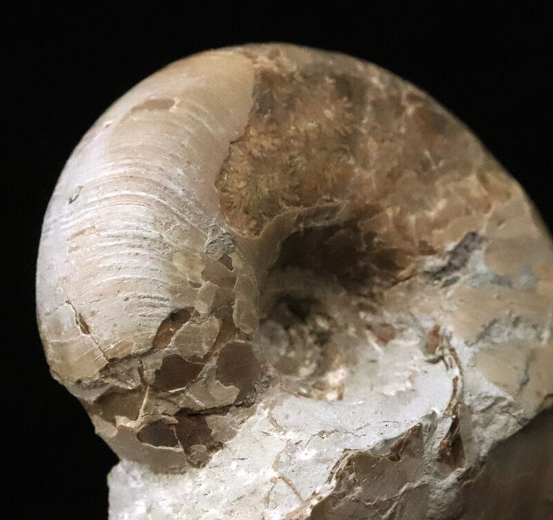 潰れなしの3D保存！コロッと丸い北海道産テトラゴニテス（Tetragonites）（その1）