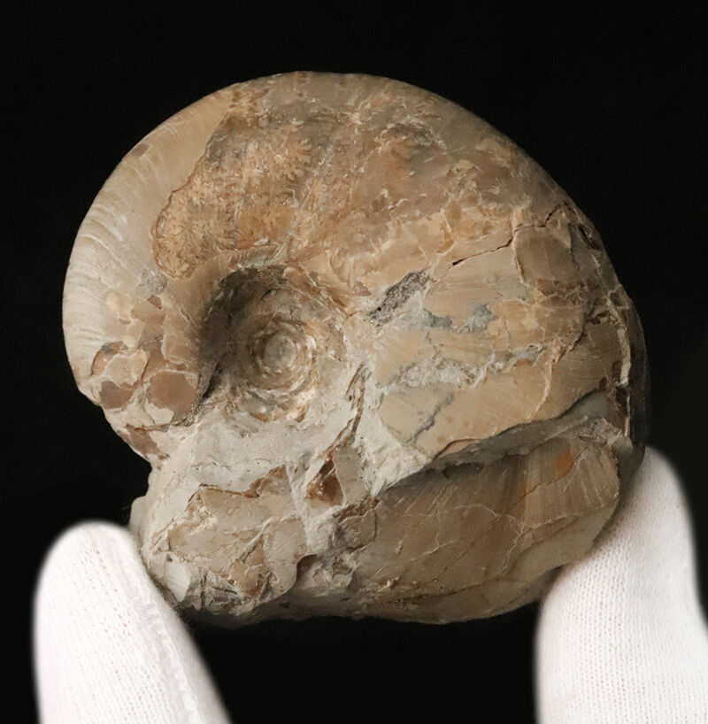 潰れなしの3D保存！コロッと丸い北海道産テトラゴニテス（Tetragonites）（その2）