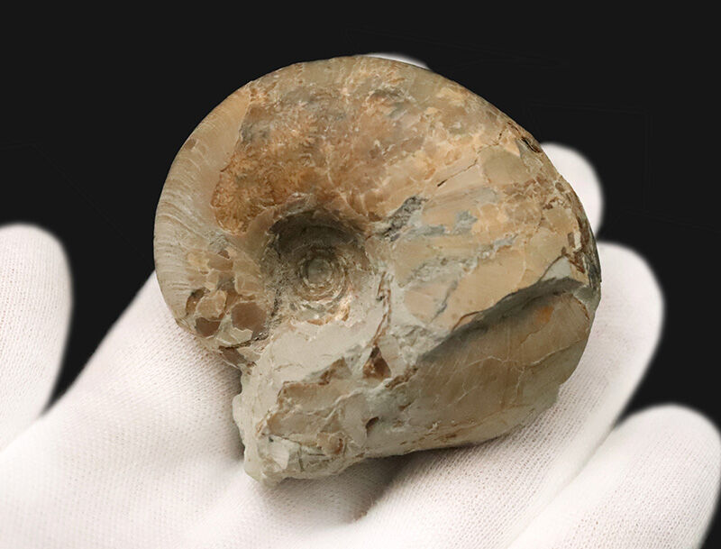 潰れなしの3D保存！コロッと丸い北海道産テトラゴニテス（Tetragonites）（その3）