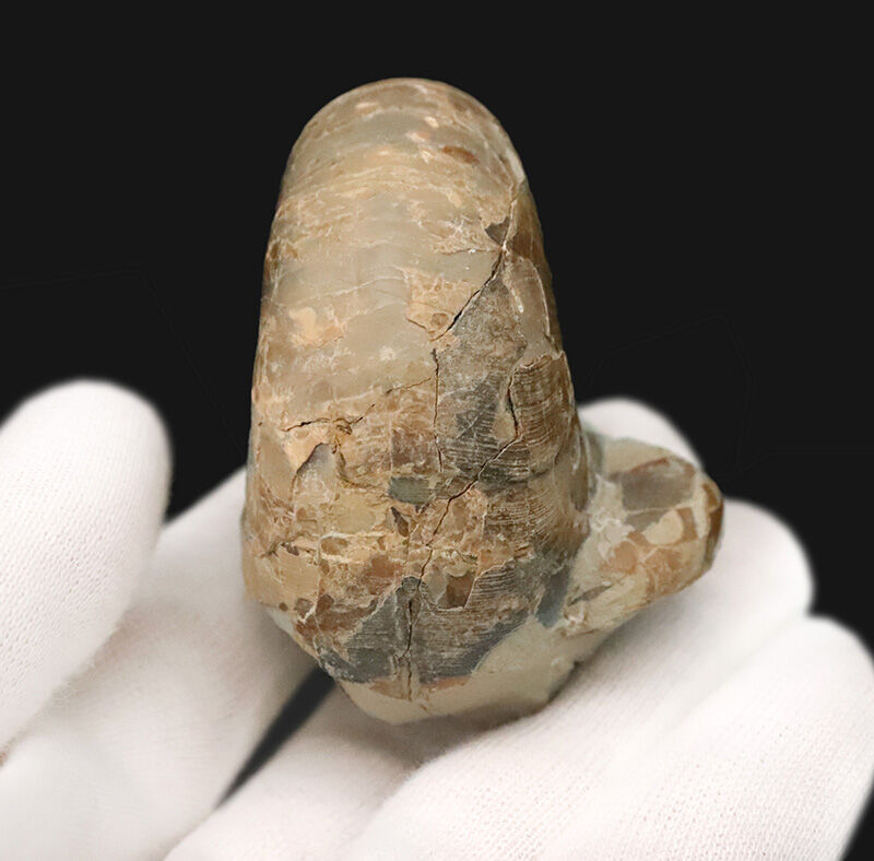 潰れなしの3D保存！コロッと丸い北海道産テトラゴニテス（Tetragonites）（その4）
