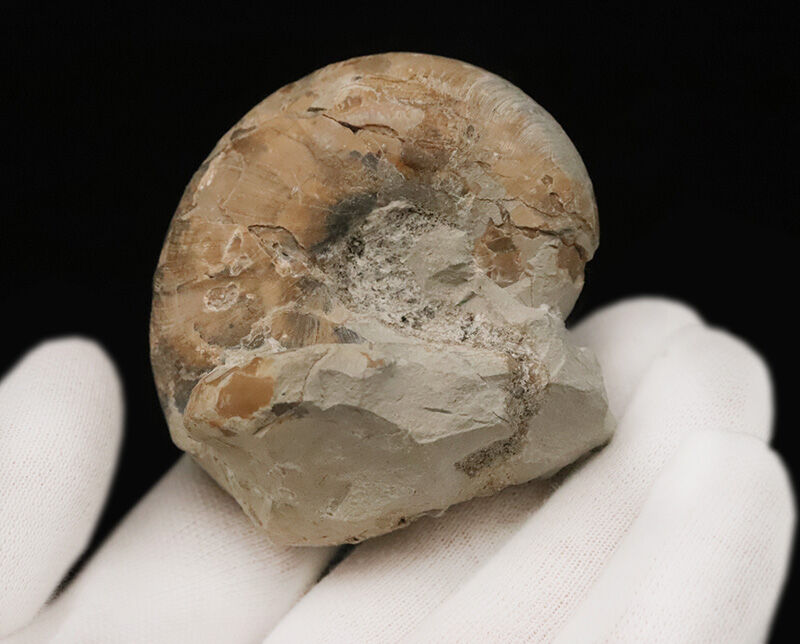 潰れなしの3D保存！コロッと丸い北海道産テトラゴニテス（Tetragonites）（その5）