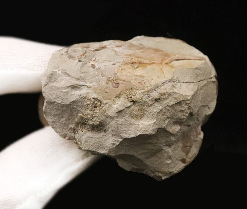 潰れなしの3D保存！コロッと丸い北海道産テトラゴニテス（Tetragonites）（その6）