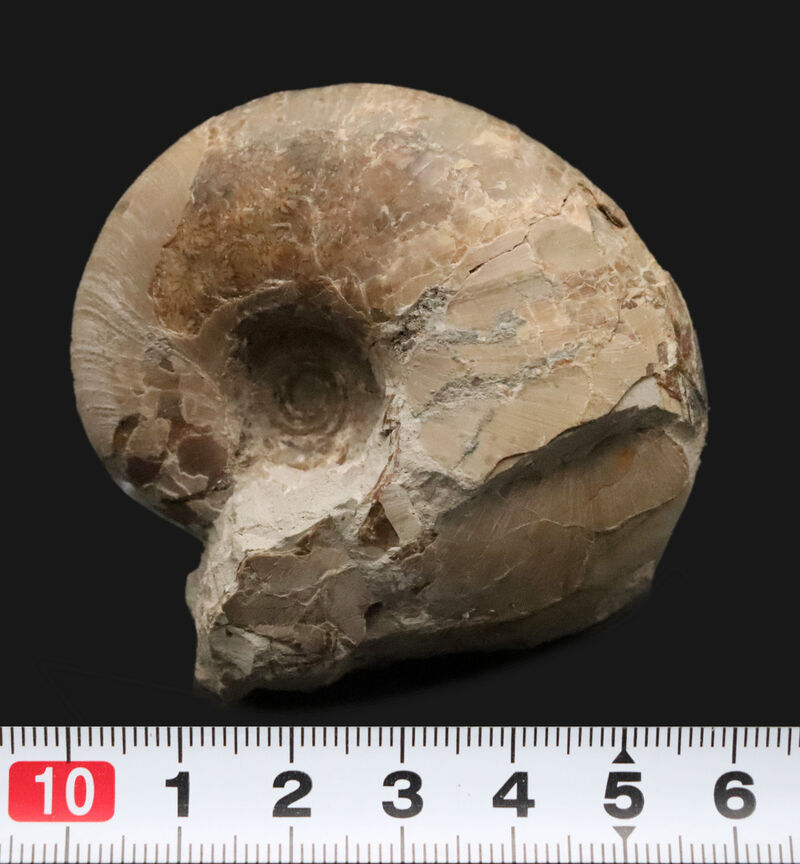 潰れなしの3D保存！コロッと丸い北海道産テトラゴニテス（Tetragonites）（その7）