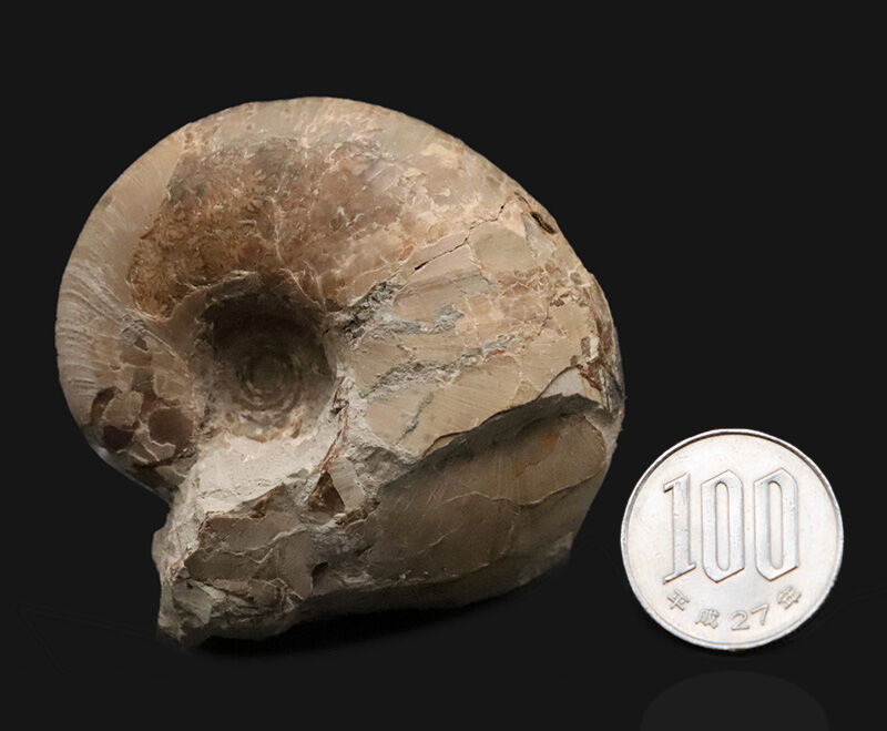 潰れなしの3D保存！コロッと丸い北海道産テトラゴニテス（Tetragonites）（その8）