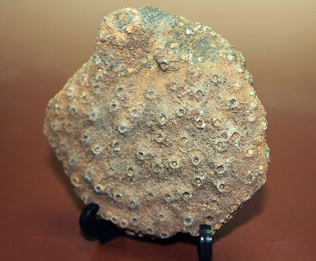 四放サンゴ（Phillipsastrea sp.）の上質標本 化石 販売