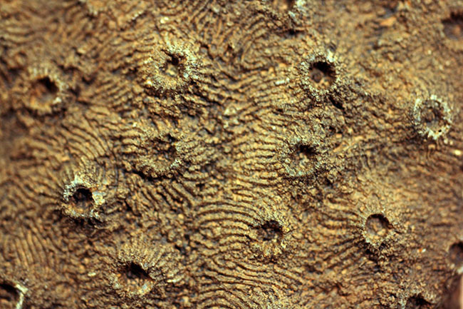 四放サンゴ（Phillipsastrea sp.）の上質標本（その13）