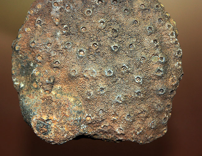 四放サンゴ（Phillipsastrea sp.）の上質標本 化石 販売