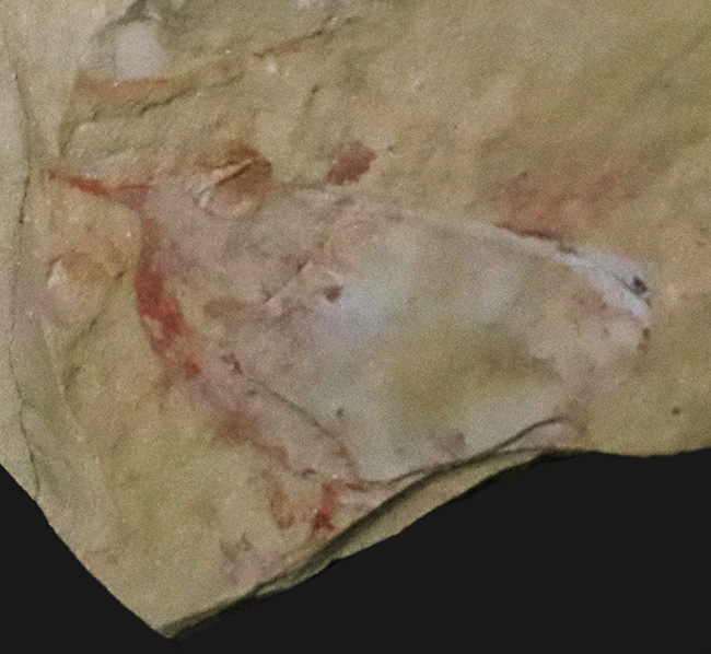 レア!輪郭明瞭、中国澄江動物群で発見、採集されたイソキシス(Isoxys curvirostratus)の化石(その1)