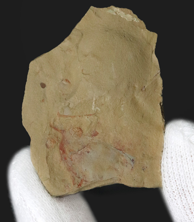 レア!輪郭明瞭、中国澄江動物群で発見、採集されたイソキシス(Isoxys curvirostratus)の化石(その2)