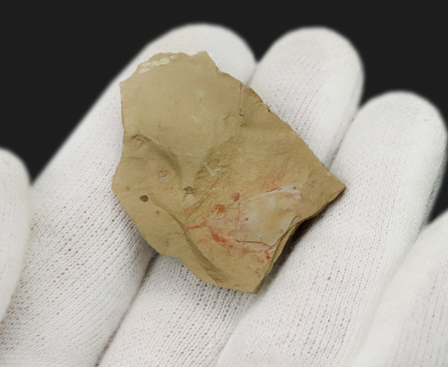 レア!輪郭明瞭、中国澄江動物群で発見、採集されたイソキシス(Isoxys curvirostratus)の化石(その3)