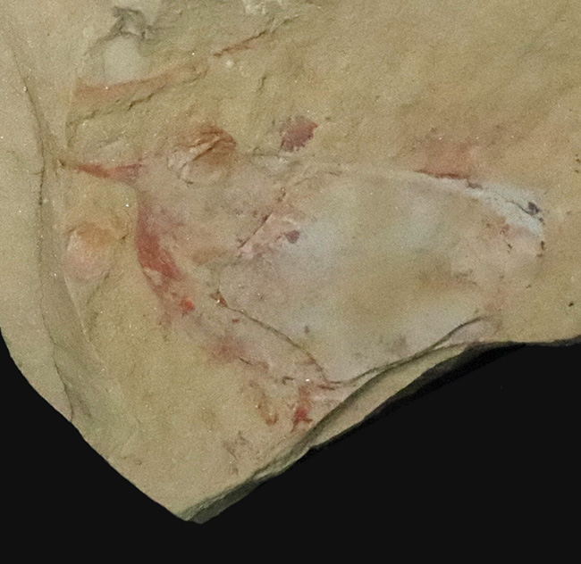 レア!輪郭明瞭、中国澄江動物群で発見、採集されたイソキシス(Isoxys curvirostratus)の化石(その4)