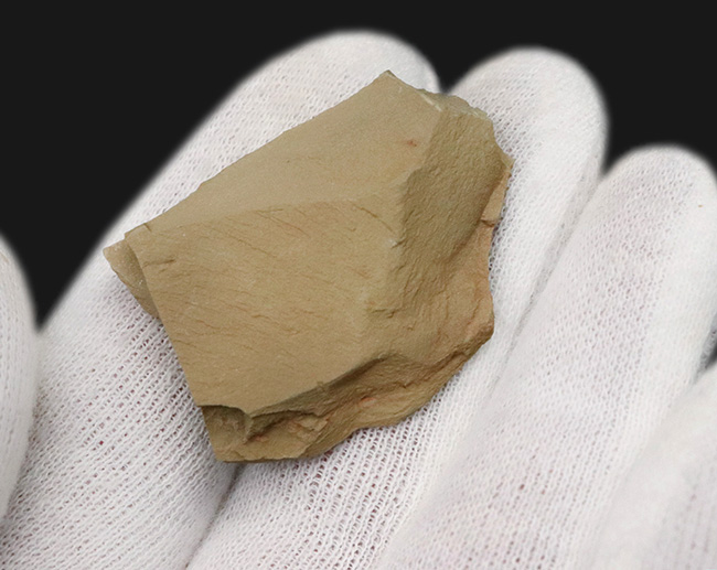 レア!輪郭明瞭、中国澄江動物群で発見、採集されたイソキシス(Isoxys curvirostratus)の化石(その5)