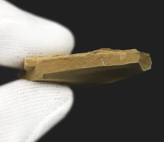 レア!輪郭明瞭、中国澄江動物群で発見、採集されたイソキシス(Isoxys curvirostratus)の化石(その6)