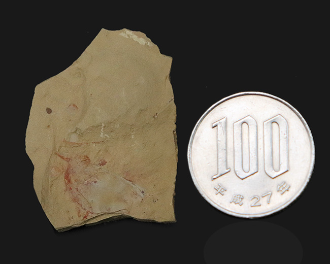 レア!輪郭明瞭、中国澄江動物群で発見、採集されたイソキシス(Isoxys curvirostratus)の化石(その8)