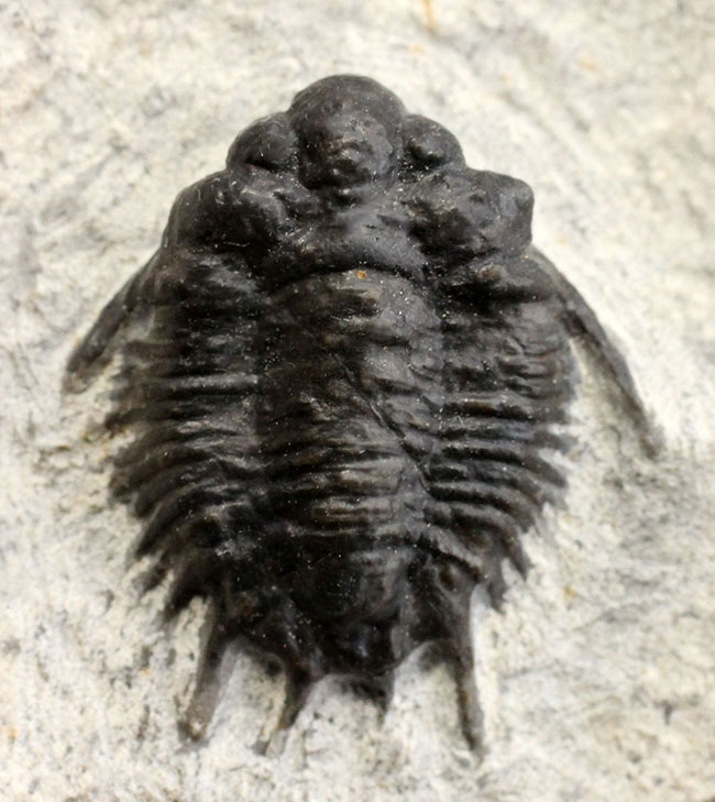 トゲトゲで奇々怪々なリカス目の三葉虫のなかでもとりわけ希少なロボピゲ（Lobopyge sp.）の化石（その1）