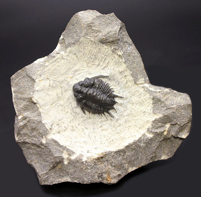 トゲトゲで奇々怪々なリカス目の三葉虫のなかでもとりわけ希少なロボピゲ（Lobopyge sp.）の化石（その2）