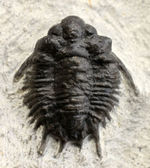 トゲトゲで奇々怪々なリカス目の三葉虫のなかでもとりわけ希少なロボピゲ（Lobopyge sp.）の化石