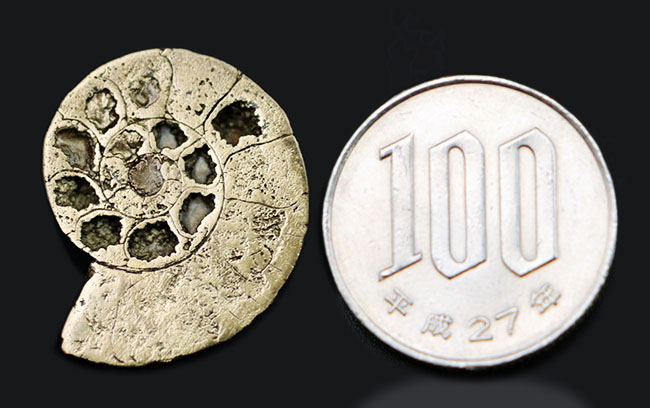 約1億9000万年前、珍しいハーフカット!フランス産のバイライト(黄鉄鉱)化したアンモナイト(Ammonite)(その9)
