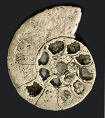 約１億９０００万年前、珍しいハーフカット！フランス産のバイライト（黄鉄鉱）化したアンモナイト（Ammonite）