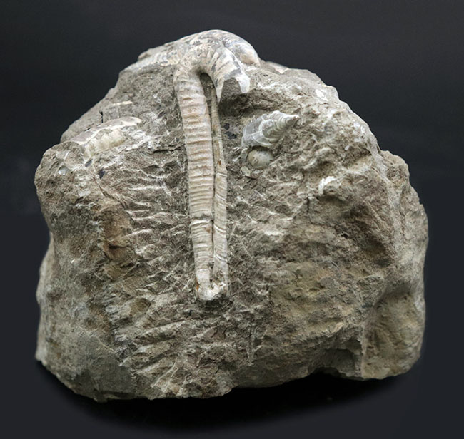 １８０度ターンが保存！北海道産の白亜紀の異常巻アンモナイト、ポリプチコセラスの化石（その2）
