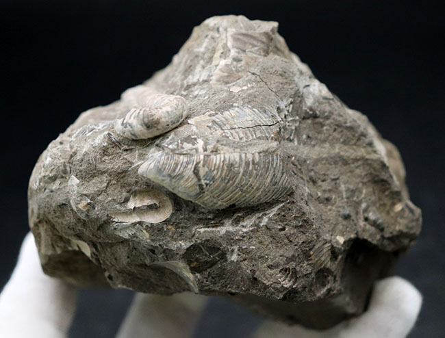 １８０度ターンが保存！北海道産の白亜紀の異常巻アンモナイト、ポリプチコセラスの化石（その3）