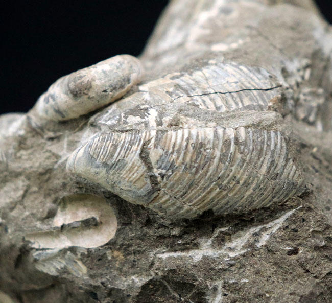 １８０度ターンが保存！北海道産の白亜紀の異常巻アンモナイト、ポリプチコセラスの化石（その4）