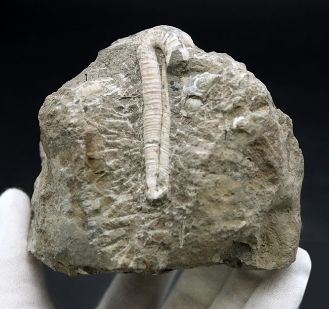 １８０度ターンが保存！北海道産の白亜紀の異常巻アンモナイト、ポリプチコセラスの化石（その5）