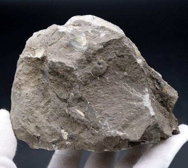 １８０度ターンが保存！北海道産の白亜紀の異常巻アンモナイト、ポリプチコセラスの化石（その6）