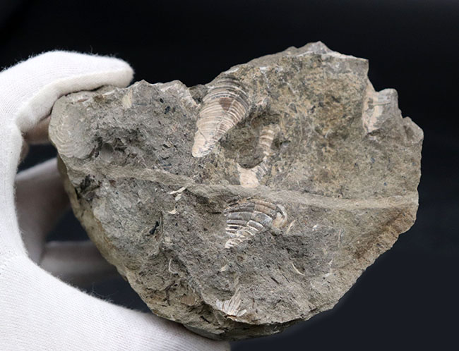 １８０度ターンが保存！北海道産の白亜紀の異常巻アンモナイト、ポリプチコセラスの化石（その7）