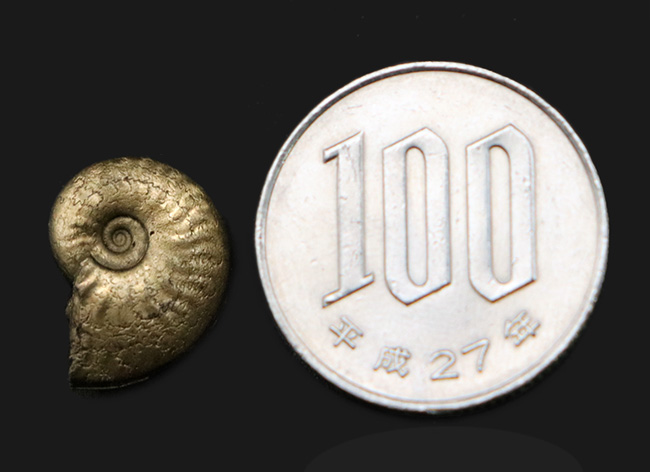 最高の保存状態！フランス・アヴェロンで採集された黄鉄鉱化（パイライト）アンモナイト（Ammonite）（その6）