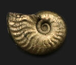 最高の保存状態！フランス・アヴェロンで採集された黄鉄鉱化（パイライト）アンモナイト（Ammonite）