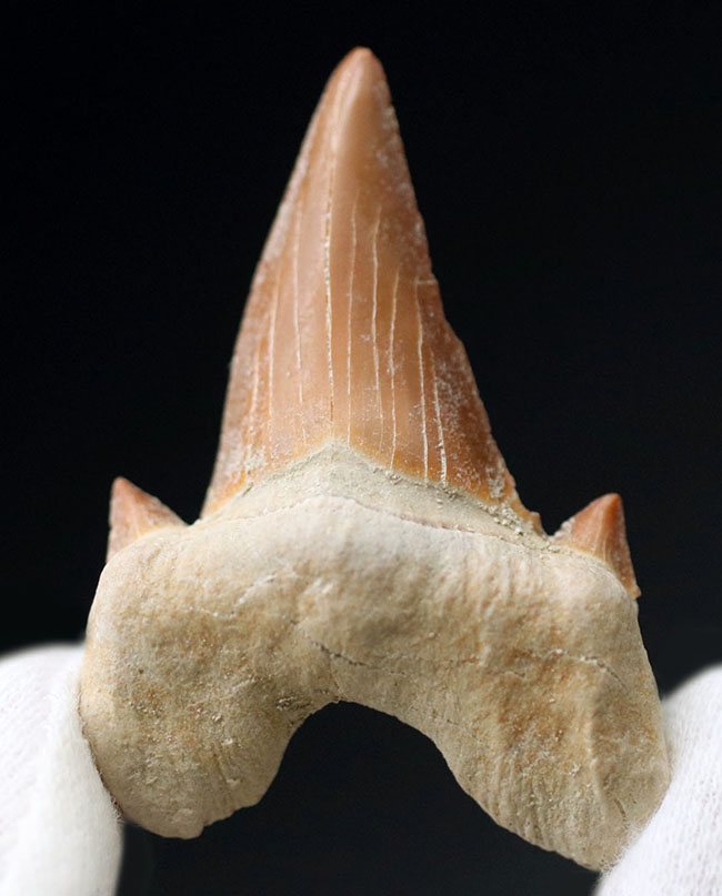 あのメガロドンの祖先！古代鮫の歯化石コレクションを完成させる上で不可欠なピース、オトドゥス・オブリークス（Otodus obliquus）の歯化石（その1）
