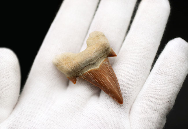 あのメガロドンの祖先！古代鮫の歯化石コレクションを完成させる上で不可欠なピース、オトドゥス・オブリークス（Otodus obliquus）の歯化石（その2）