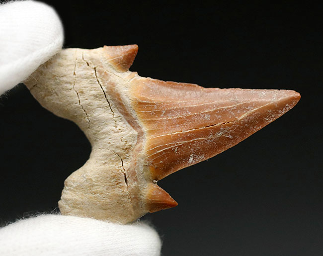 あのメガロドンの祖先！古代鮫の歯化石コレクションを完成させる上で不可欠なピース、オトドゥス・オブリークス（Otodus obliquus）の歯化石（その4）