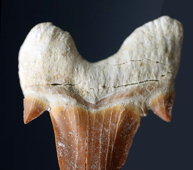 あのメガロドンの祖先！古代鮫の歯化石コレクションを完成させる上で不可欠なピース、オトドゥス・オブリークス（Otodus obliquus）の歯化石（その5）