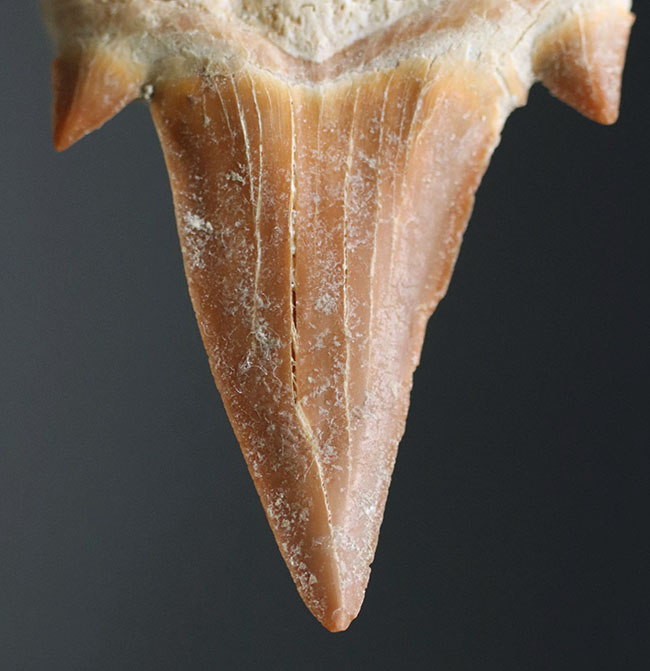 あのメガロドンの祖先！古代鮫の歯化石コレクションを完成させる上で不可欠なピース、オトドゥス・オブリークス（Otodus obliquus）の歯化石（その6）